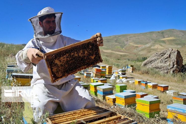 Готовится программа по развитию пчеловодства в Карабахе