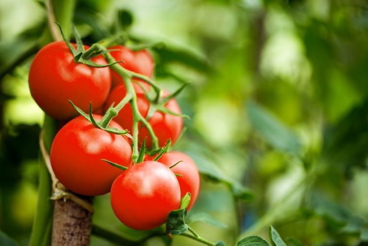 Возобновлен экспорт азербайджанских помидоров в Казахстан