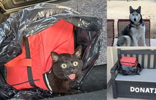 Фото: Fearless Kitty Rescue