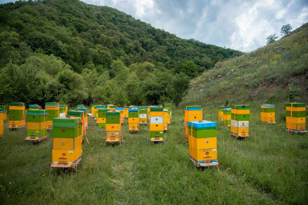 На пастбища Кельбаджара переносят пчеловодческие хозяйства