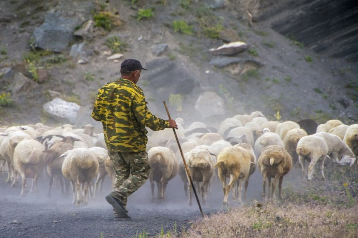 армянский пастух