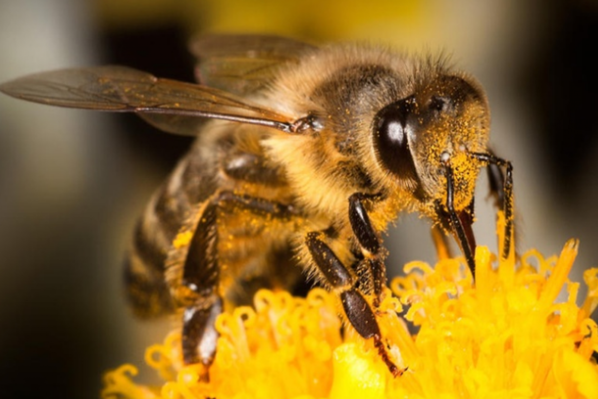 В Удмуртии из-за укуса пчелы водитель устроил массовое ДТП