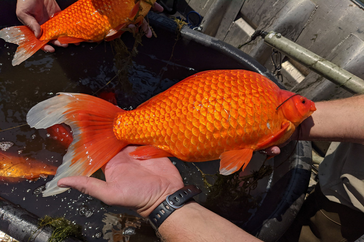 В США золотые рыбки, выпущенные в озеро, выросли до чудовищных размеров-ФОТО 