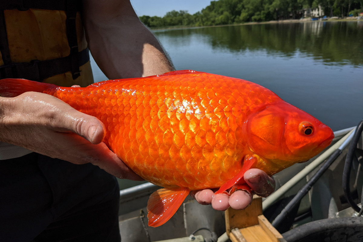 В США золотые рыбки, выпущенные в озеро, выросли до чудовищных размеров-ФОТО 