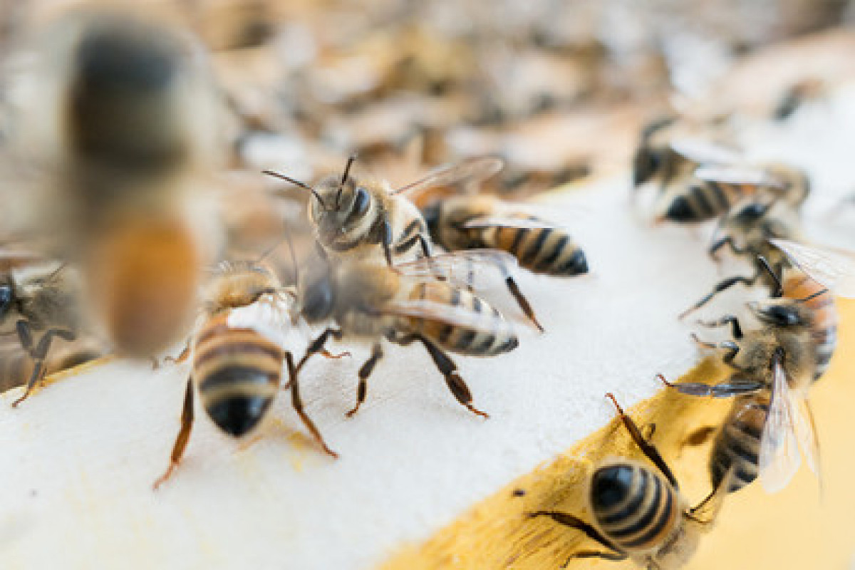 Агрессивные пчелы более 300 раз укусили мужчину и убили его
