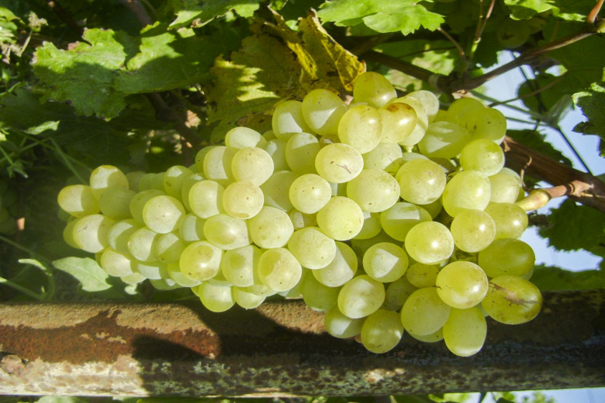 В Азербайджане вырастили новый сорт винограда-ФОТО 