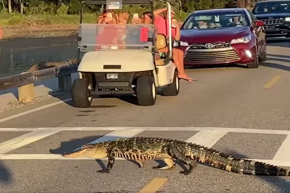 Во Флориде мужчина избил аллигатора и пытался закинуть его на крышу бара