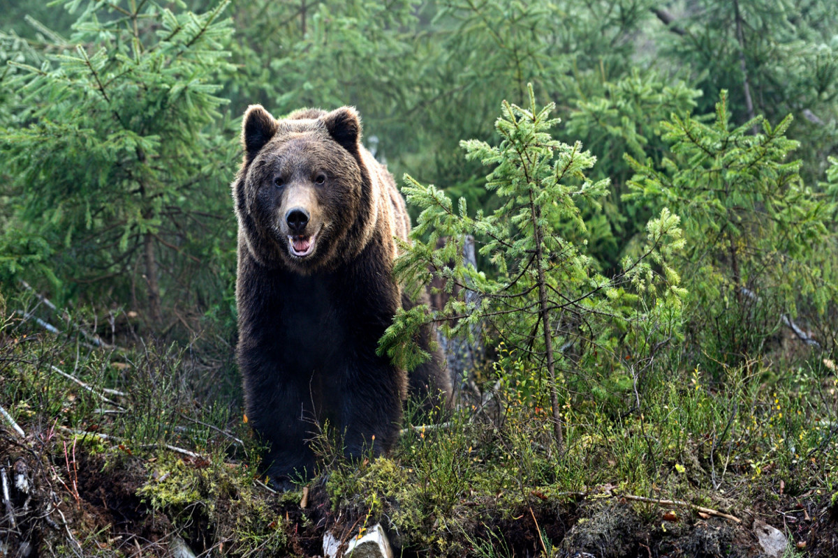На Аляске спасли человека, неделю отстреливавшегося от медведя