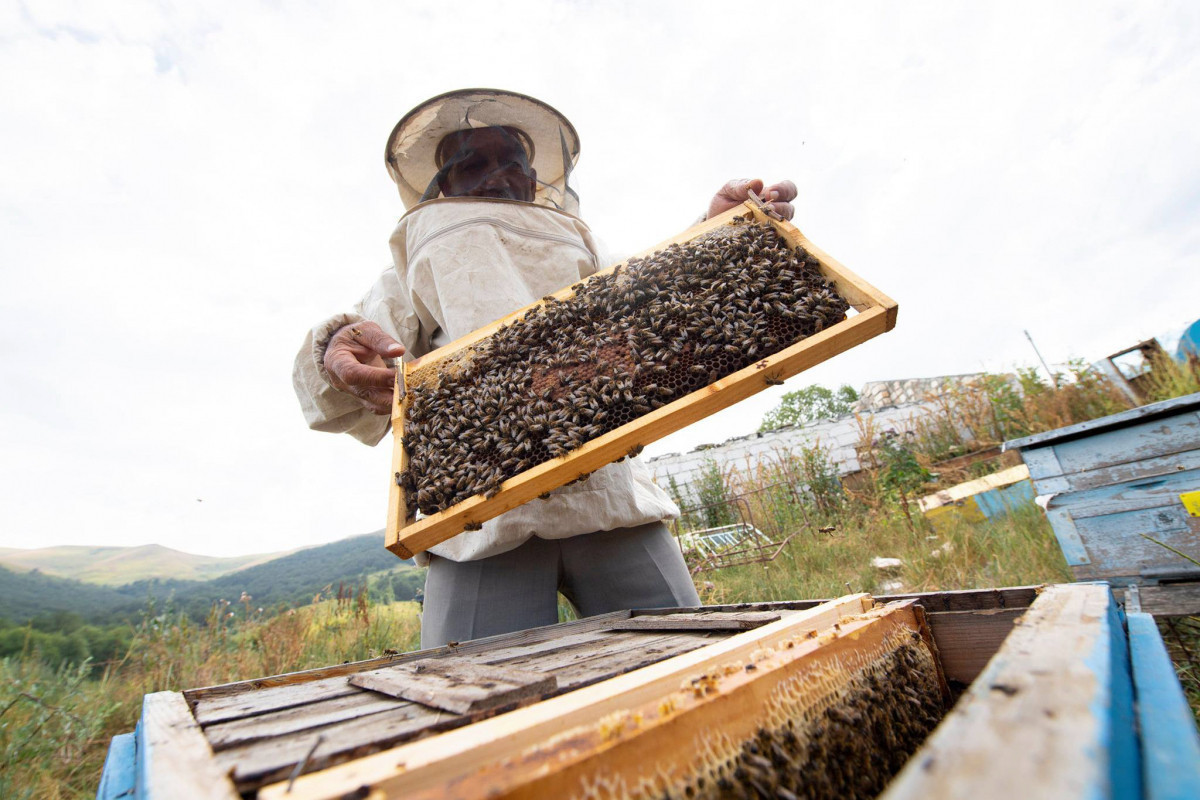 На пастбища Лачина переведена 531 пчелиная семья