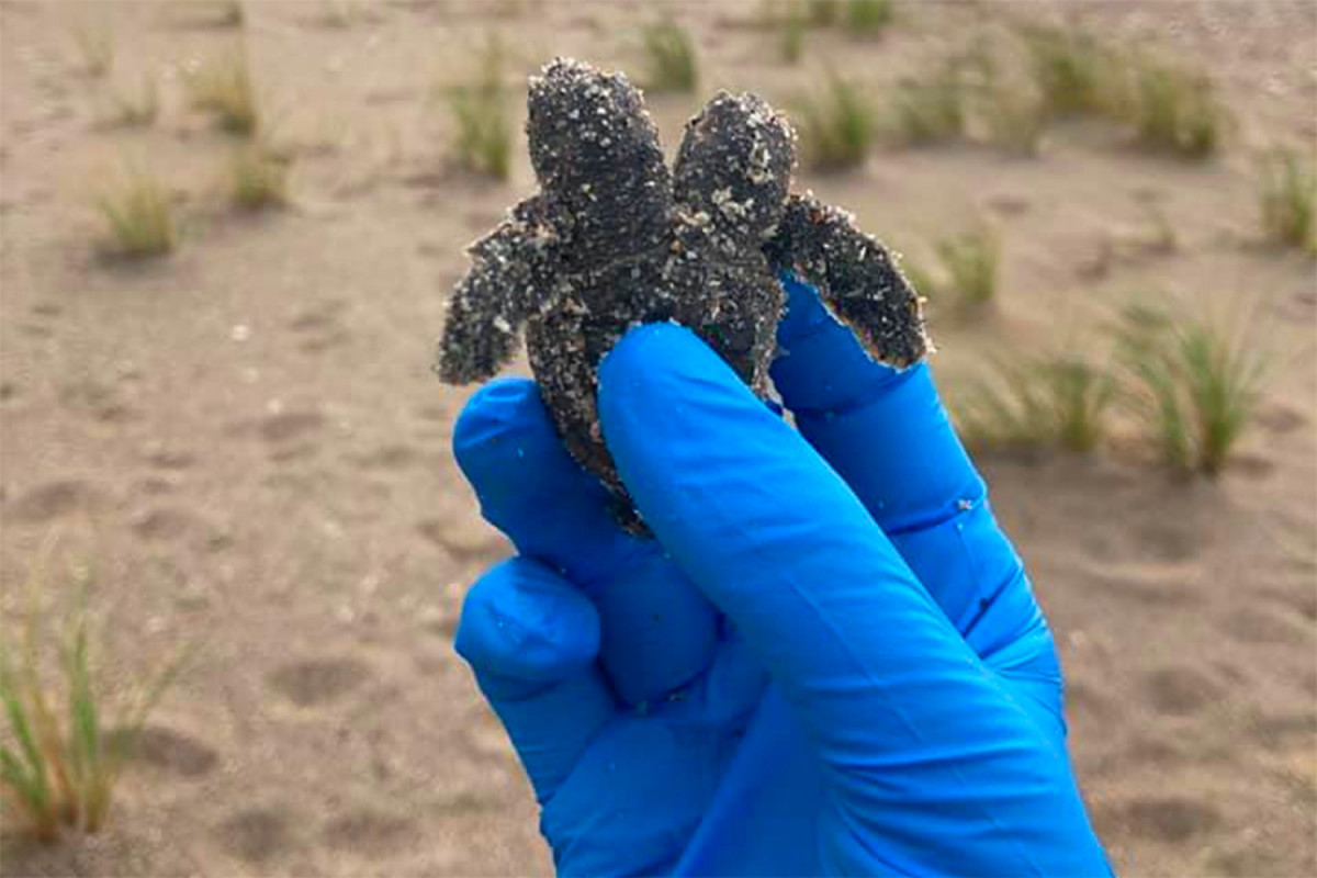Двугхголовую черепаху нашли на пляже в США-ФОТО 