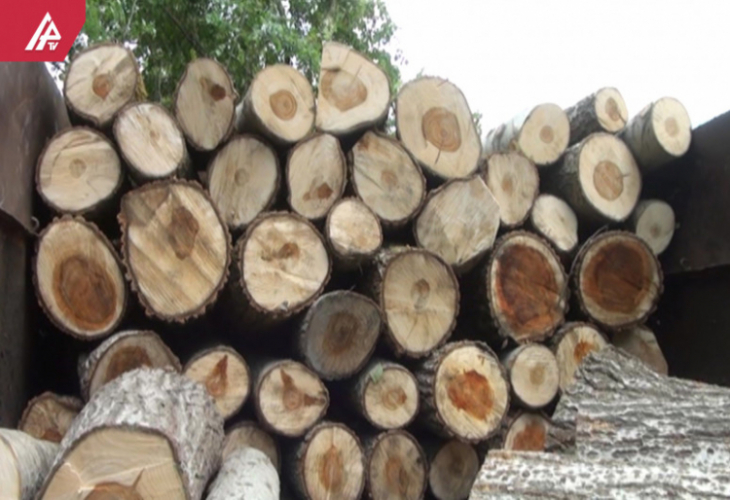 В Азербайджане вырубили деревья по указанию отца депутата? – «ЧТО Я МОГУ СКАЗАТЬ?» - ВИДЕО