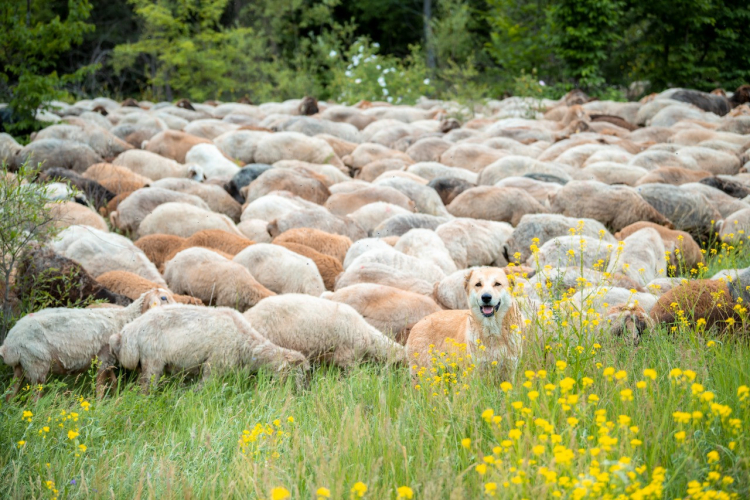 Завершен перенос на пастбища Кельбаджара овцеводческих и пчеловодческих хозяйств - ФОТО