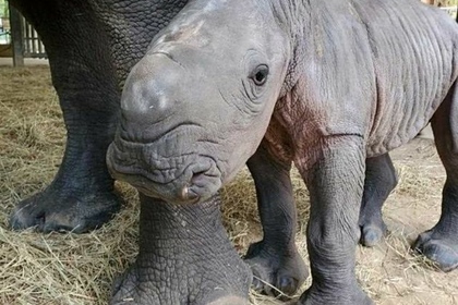 Редкий белый носорог родился в американском зоопарке
