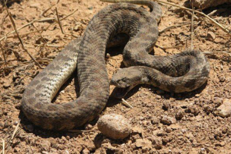 В Нафталане 4-летнюю девочку ужалила змея