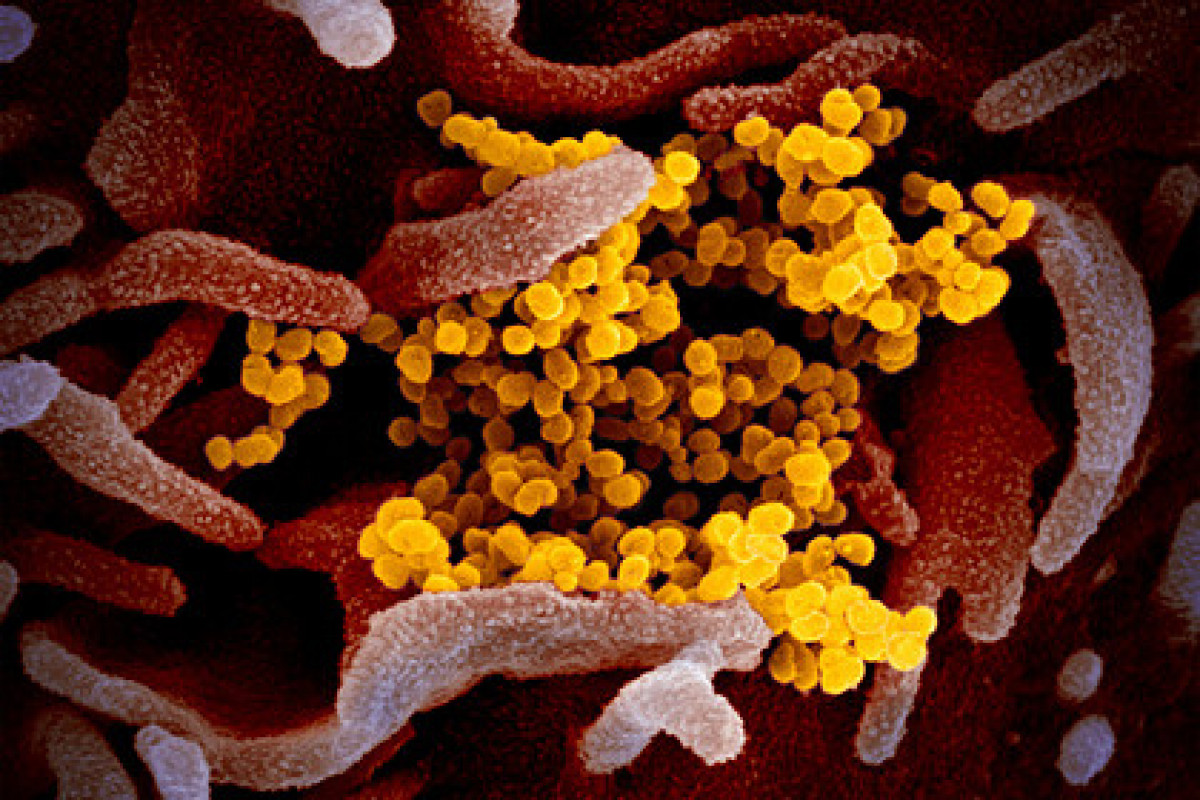 Эпидемия коронавируса поразила человечество 20 тыс. лет назад