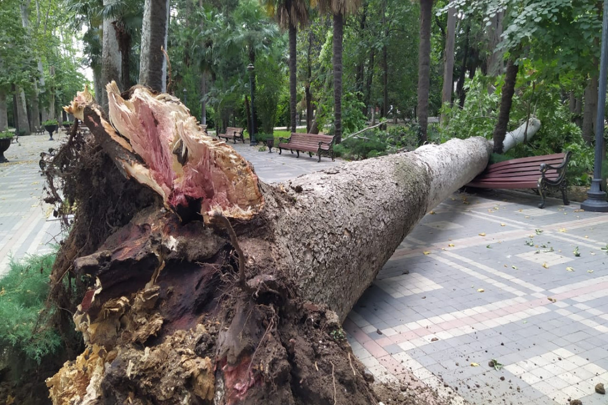 В Гяндже рухнуло столетнее дерево