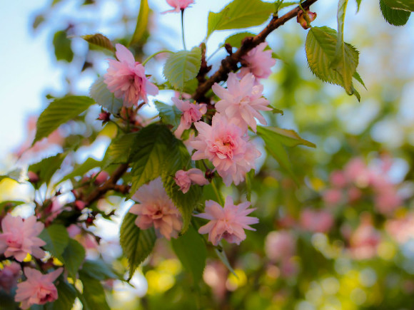 В Японии раньше срока зацвела сакура - ФОТО