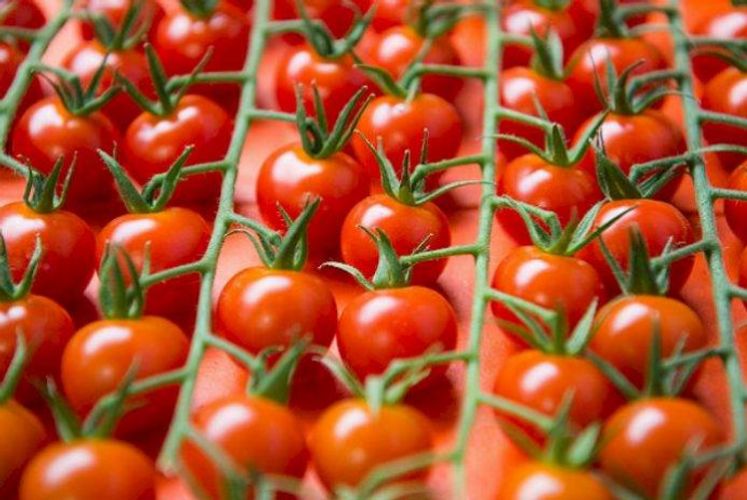 Еще 8 предприятий Азербайджана получили разрешение на экспорт помидоров в Россию