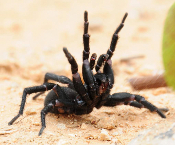 Австралийцев предупредили о нашествии смертельно опасных пауков
