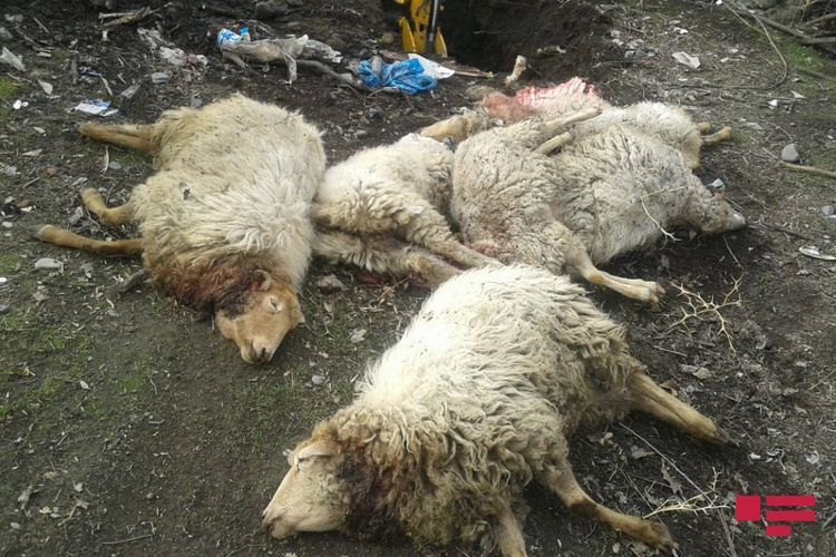 Волки напали на азербайджанское село