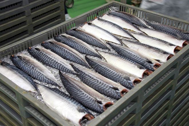 В Азербайджане запланирован рост производства рыбы и рыбной продукции