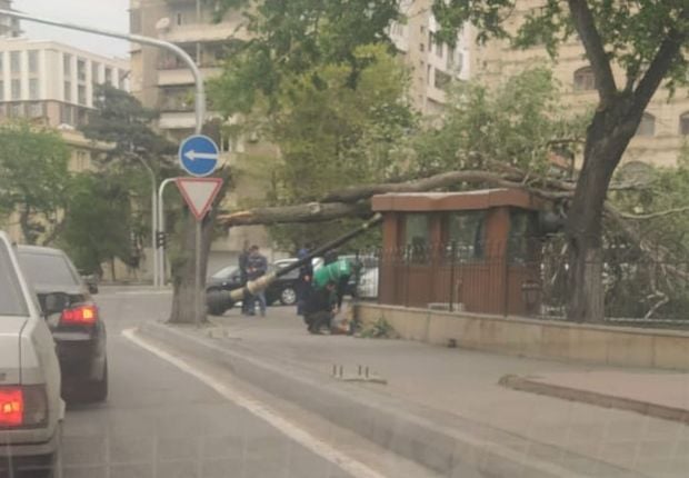 Дерево, фонарный столб, угроза: какие еще «сюрпризы» могут ждать сегодня бакинцев? – ФОТОФАКТ - ВИДЕО