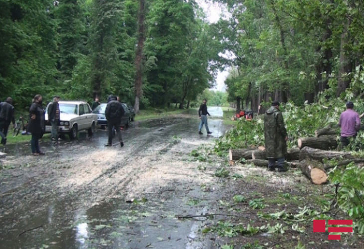 Сильный ветер повалил деревья в Балакенском и Загатальском районах-ФОТО 