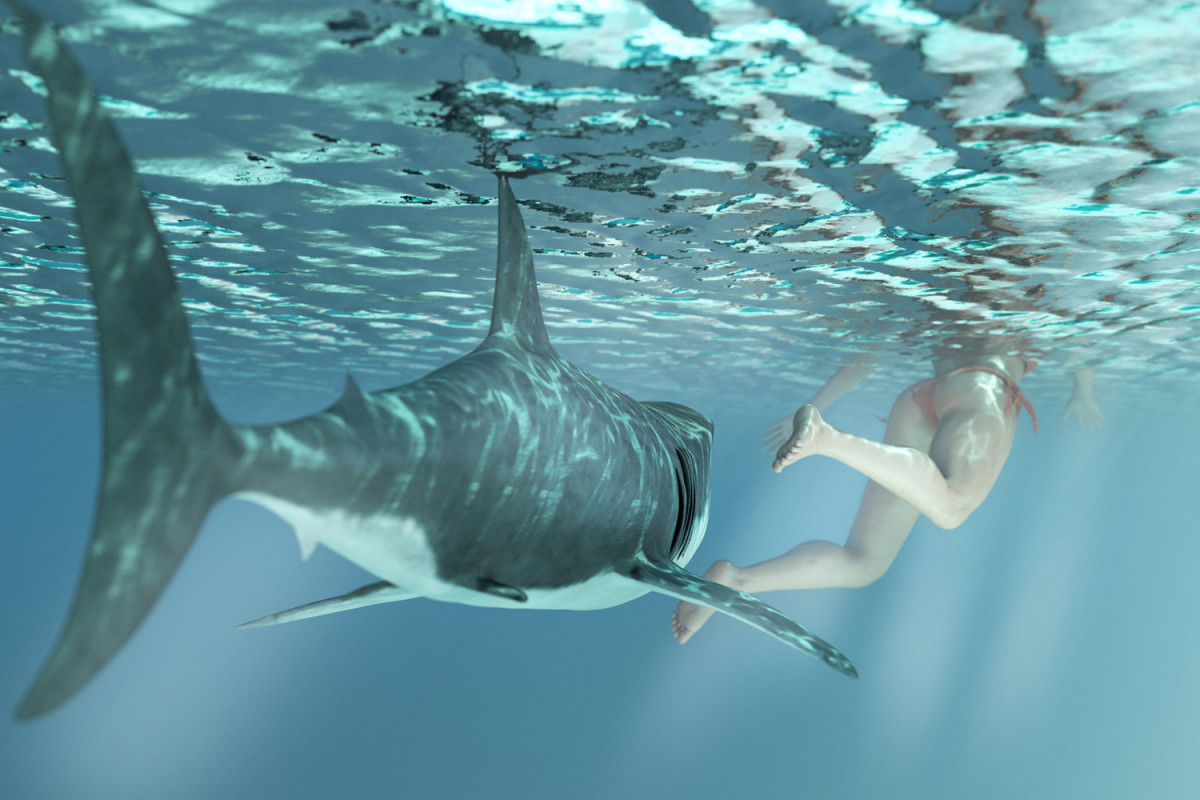 Пловец погиб в результате одновременной атаки тигровой и большой белой акулы