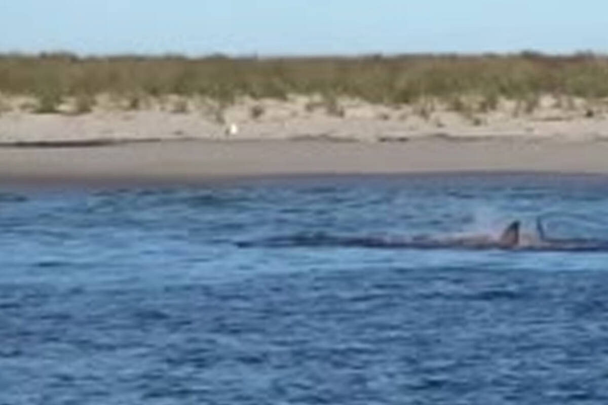 Акула-людоед растерзала тюленя в паре километров от берега на глазах у людей-ВИДЕО 