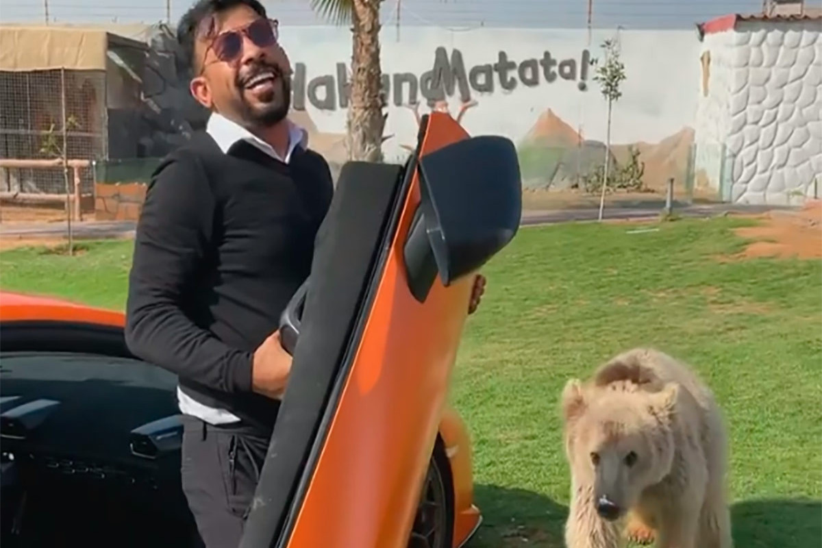 Медведь оторвал дверь Lamborghini арабского шейха-ВИДЕО 