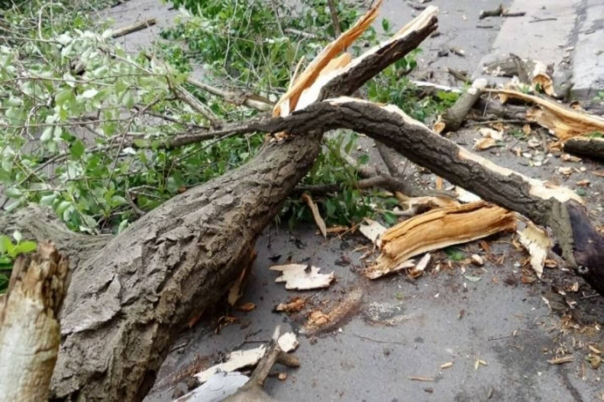В Хачмазе рухнувшее дерево задавило насмерть 45-летнего мужчину