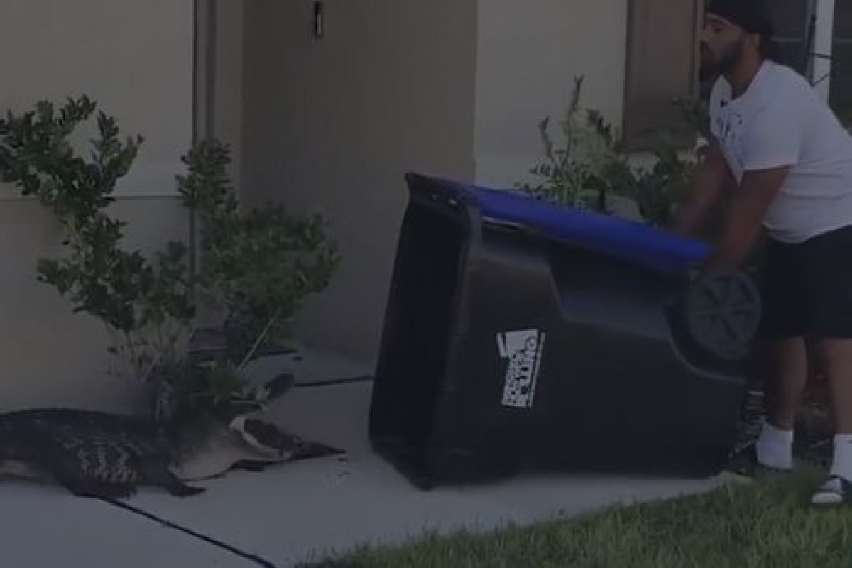 Американец поймал аллигатора в мусорный бак-ВИДЕО 