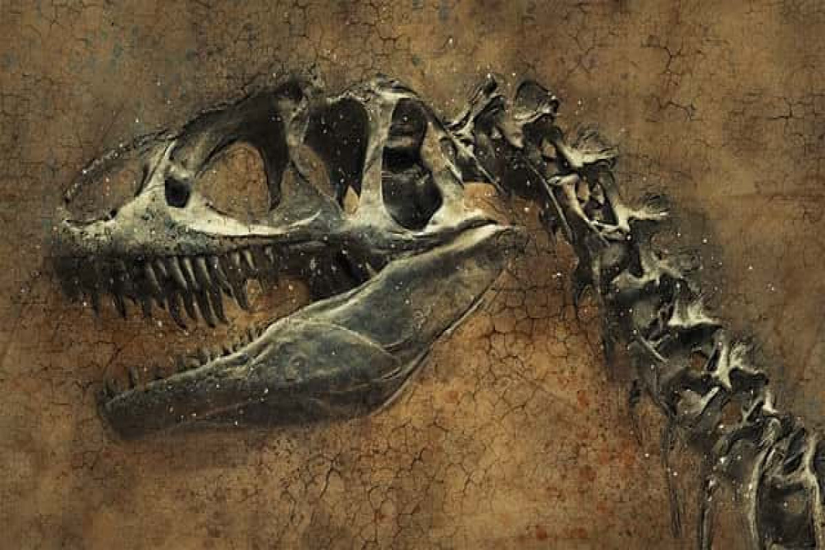 В Китае нашли останки динозавра, которым 200 млн лет-ВИДЕО 