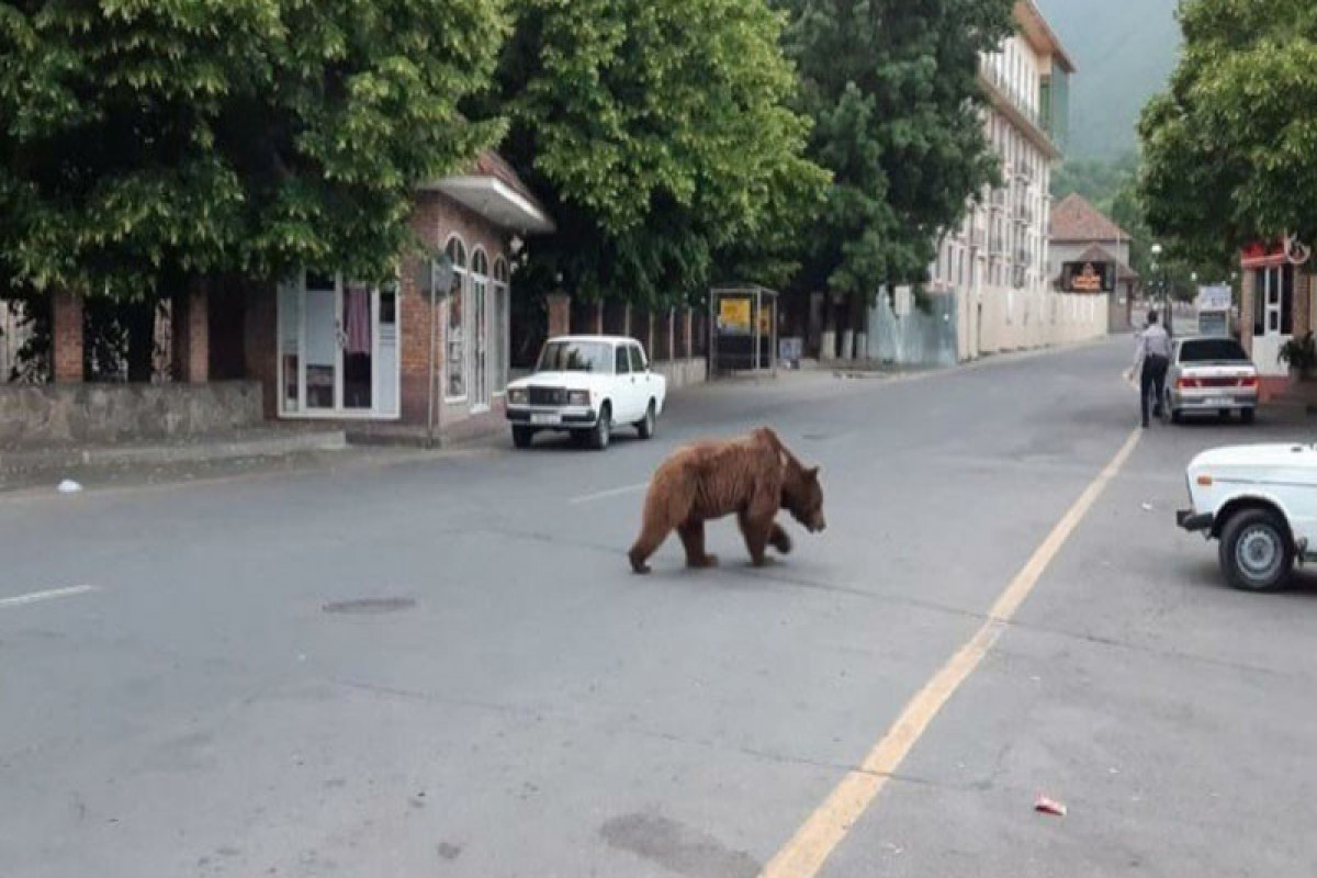 Медведи вызвали панику в азербайджанском городе-ВИДЕО 