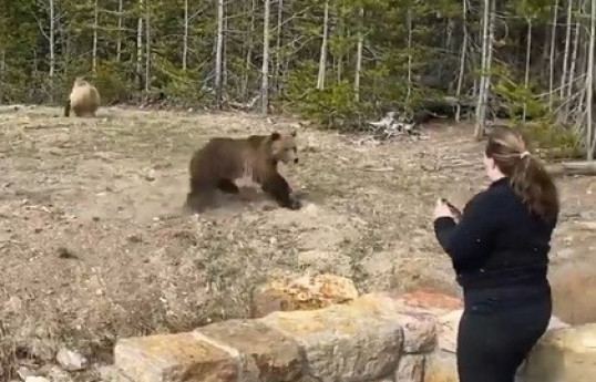Американка сфотографировала медведя и попала в тюрьму