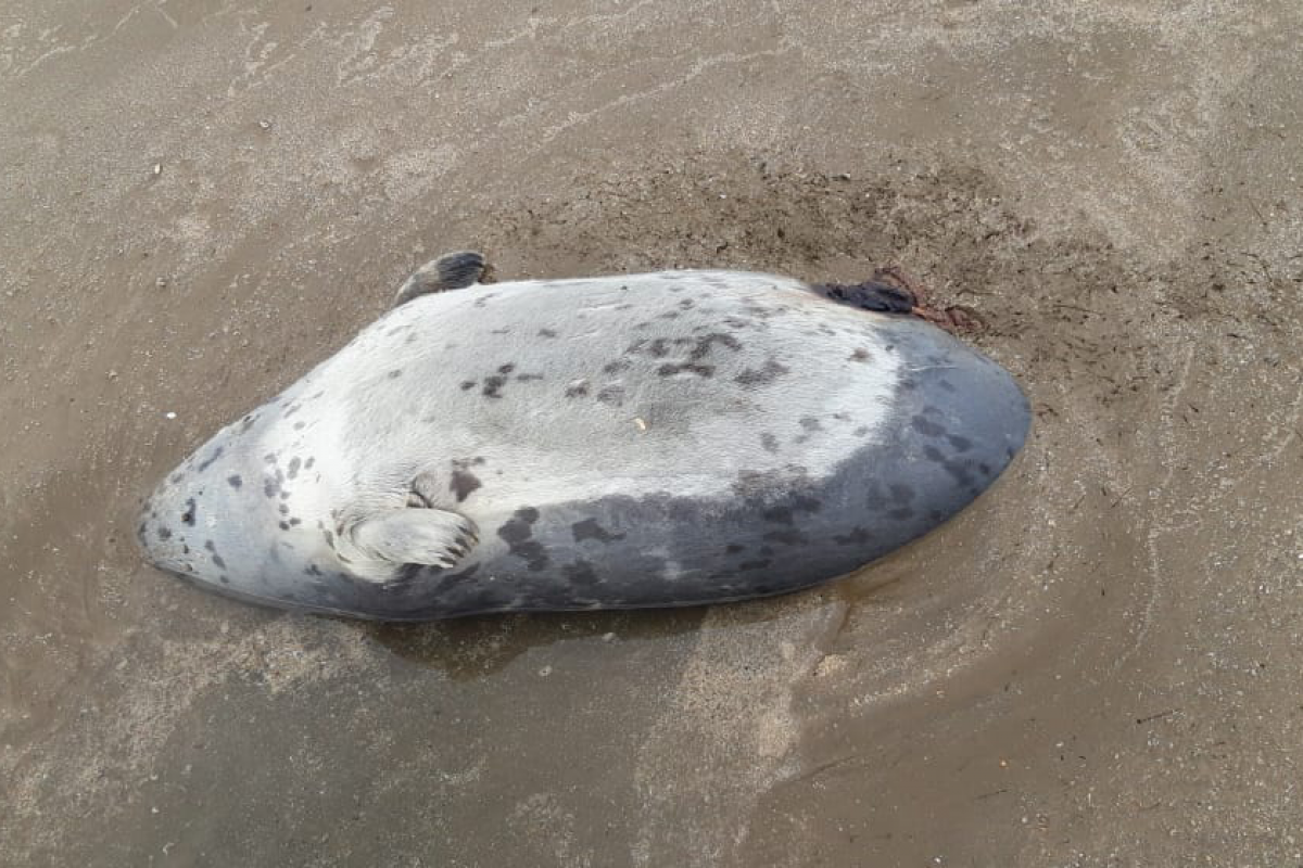 На побережье Каспия обнаружено 10 мертвых тюленей