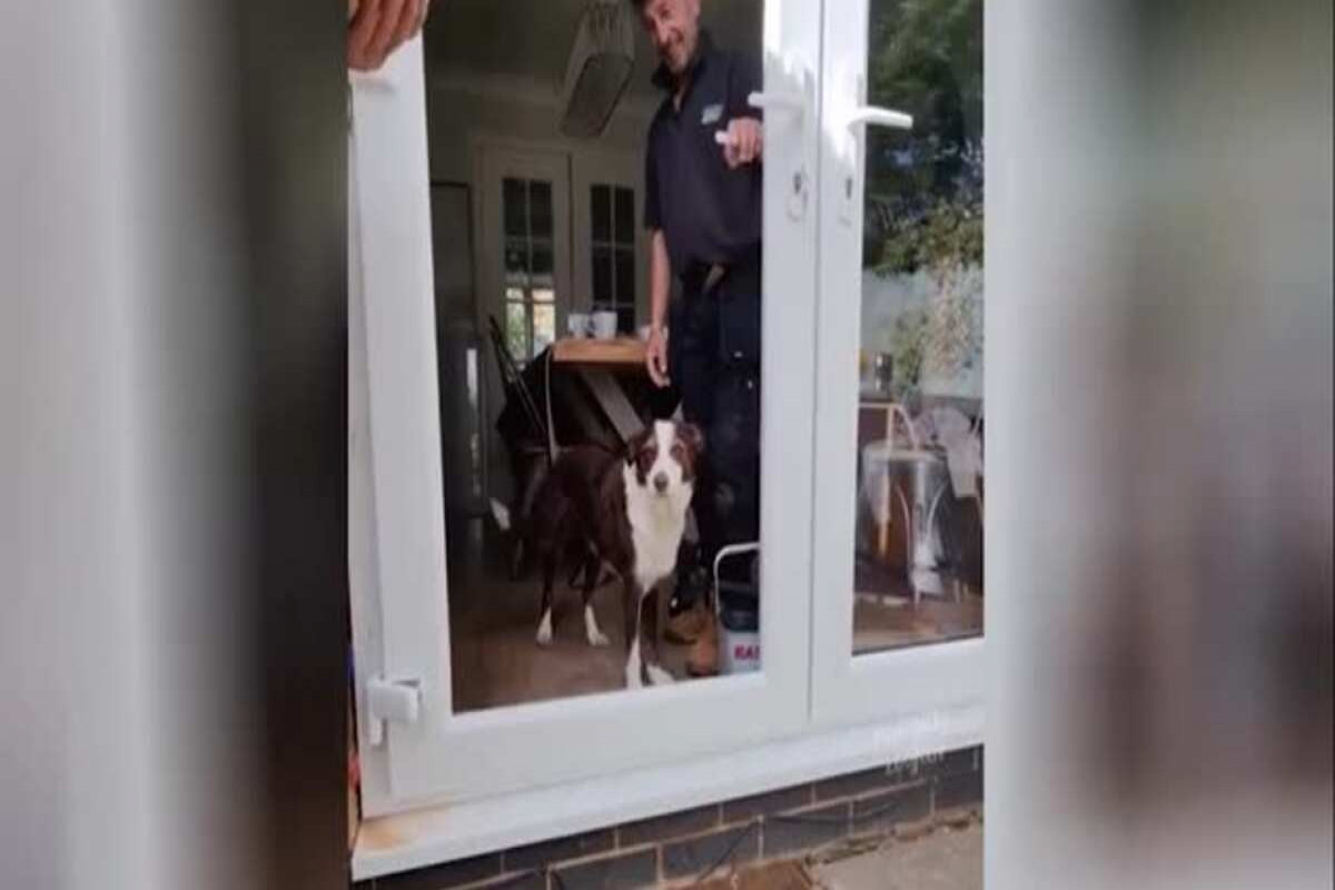 Забавные попытки пса выйти через дверь без стекла рассмешили Интернет-ВИДЕО 
