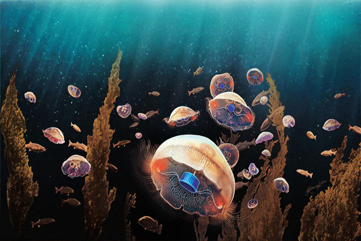 У берегов Турции наблюдается нашествие опасных медуз
