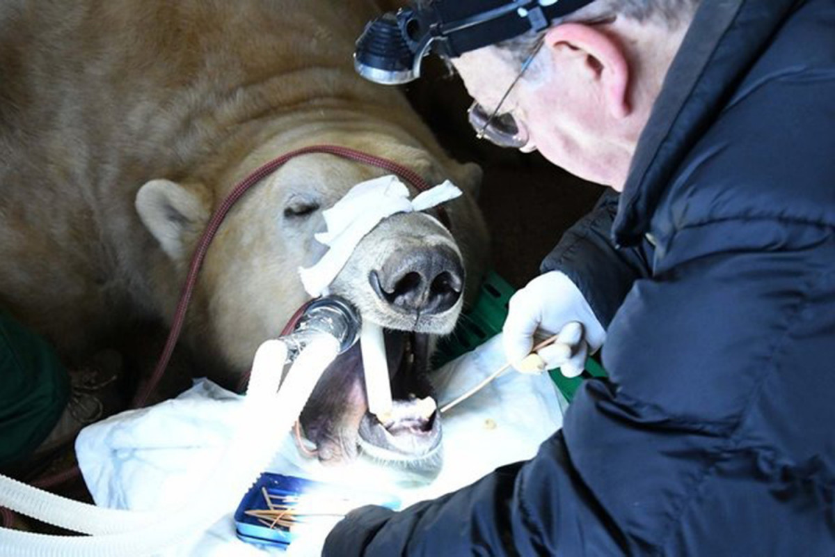 Очень храбрый дантист вырвал зуб у белого медведя и установил протез-ФОТО 