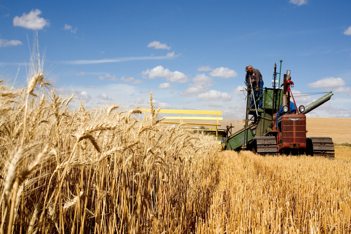 Мировые цены на пшеницу в августе увеличились из-за ухудшения прогнозов качества урожая