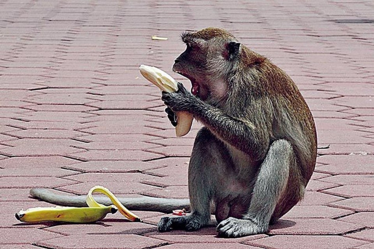 На Бали обезьяны сходят с ума от скуки и голода из-за отсутствия туристов