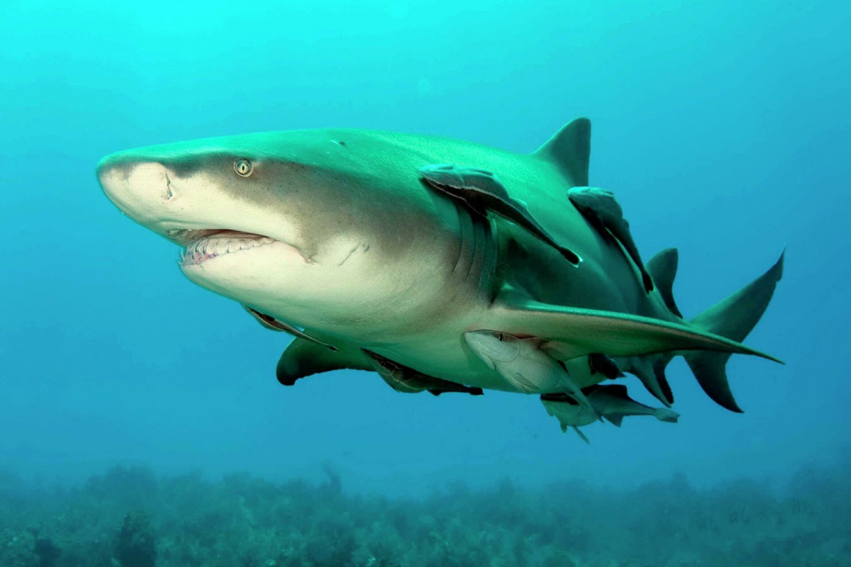 В Египте акула откусила руку мужчине