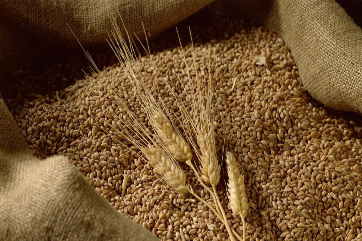 В Азербайджане поставщикам пшеницы будут предоставлены субсидии