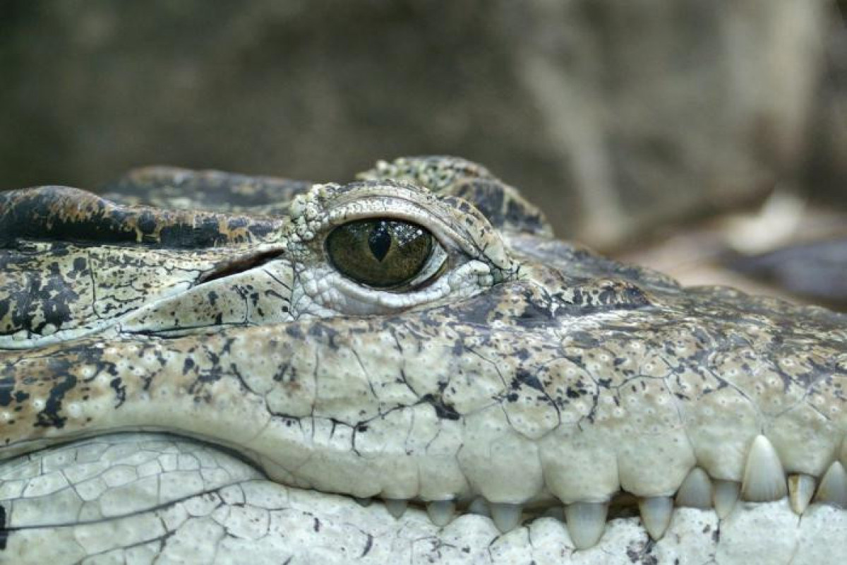 В зубах крокодила обнаружили мужчину, пропавшего три дня назад