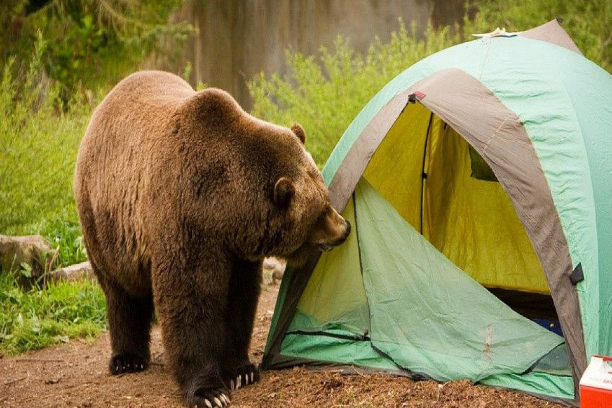 Медведь разорвал палатки туристов в российском заповеднике