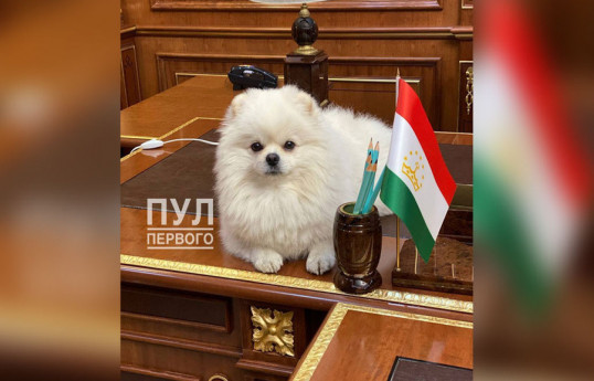 Лукашенко взял на саммит ОДКБ шпица Умку, опровергнув слухи о его гибели