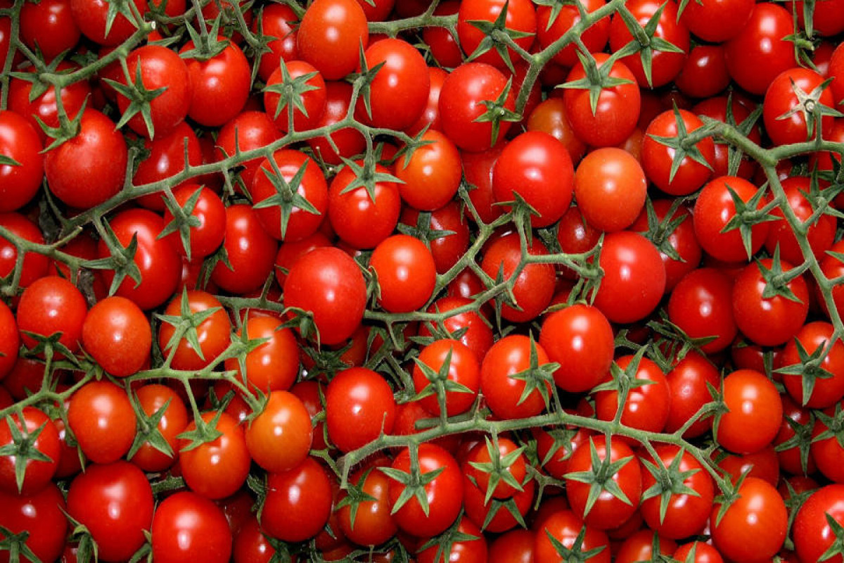 Садовник собрал 839 томатов с одного куста и побил мировой рекорд