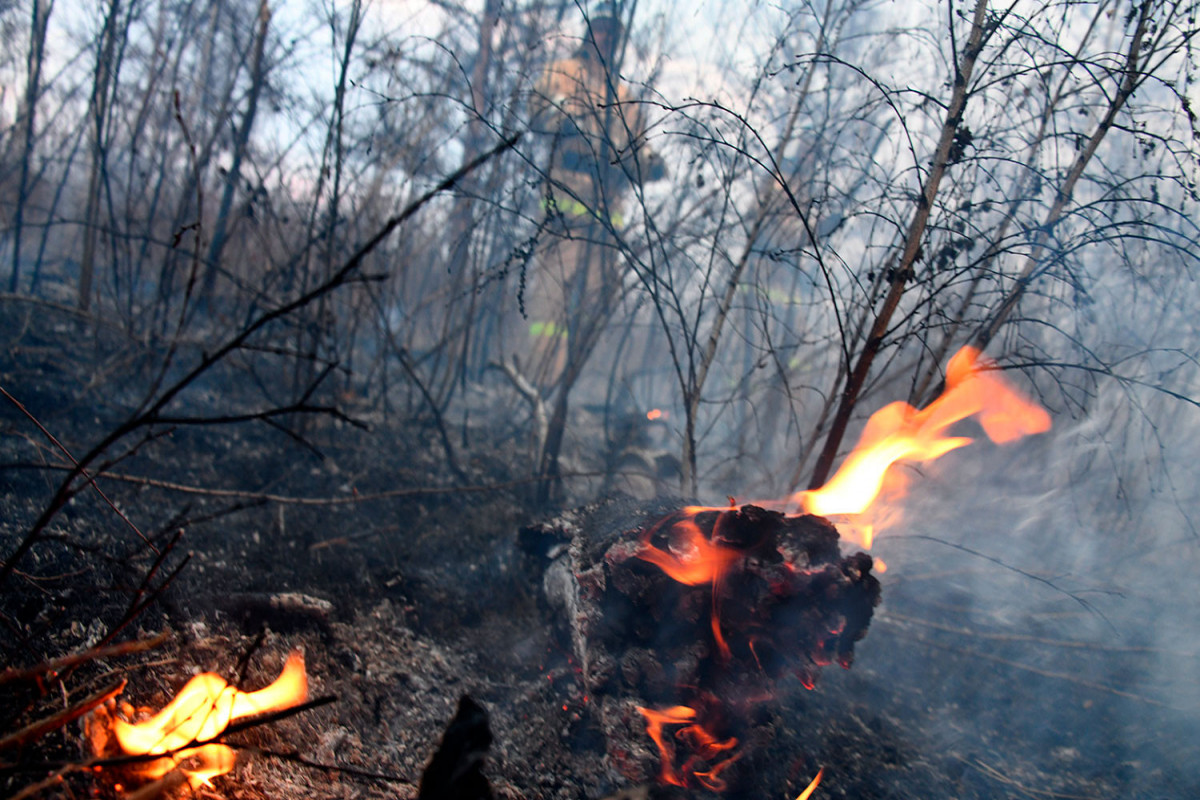 Площадь лесных пожаров в 2021 году побила рекорды с начала века