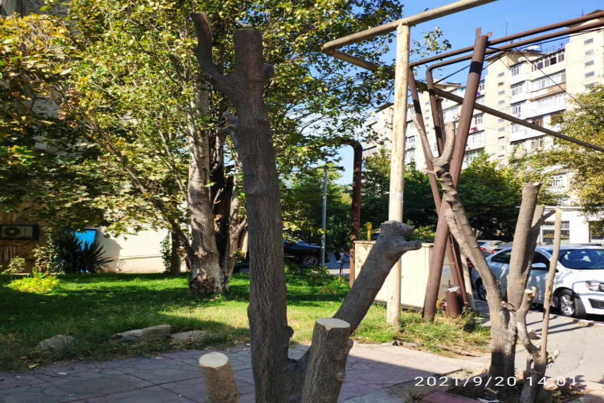 «Геноцид» деревьев в Баку продолжается: виновники вроде есть,  но их… нет – ФОТО -ВИДЕО 
