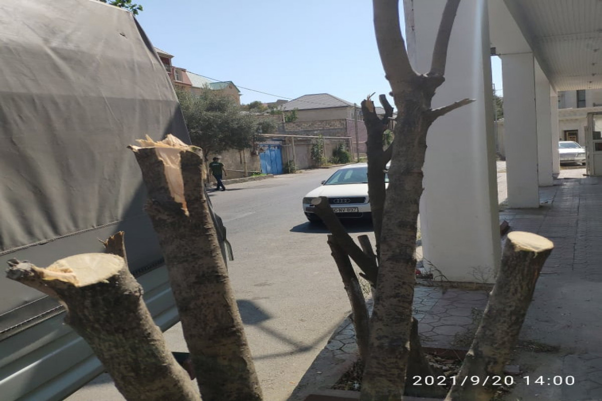 «Геноцид» деревьев в Баку продолжается: виновники вроде есть,  но их… нет – ФОТО -ВИДЕО 